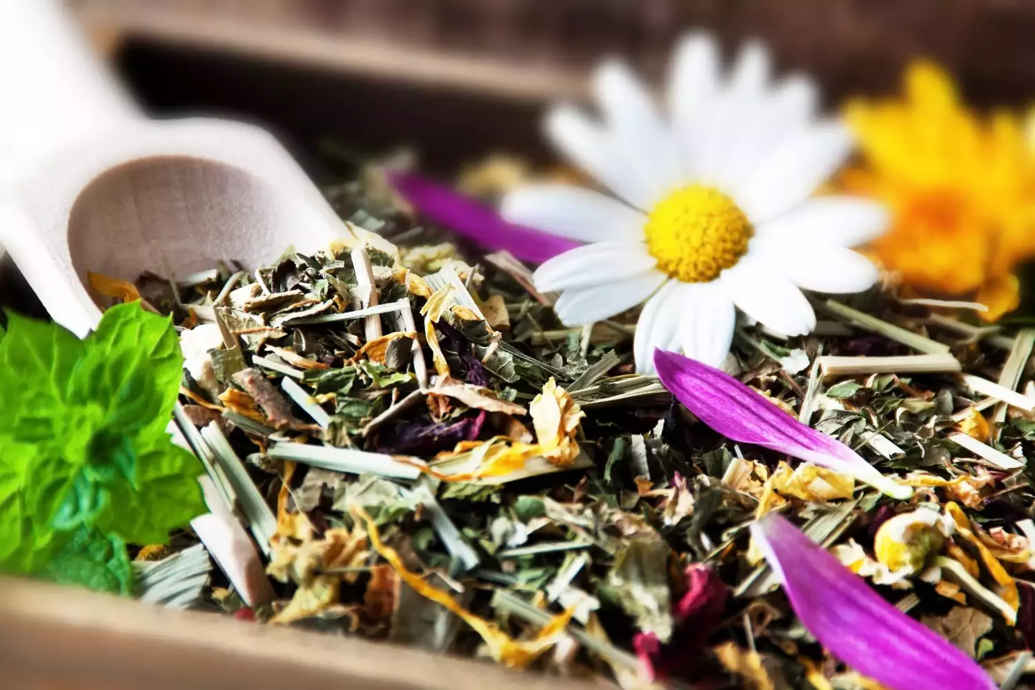 Wellness - Kruter und Blten Wilde Kräuter die das Immunsystem stärken