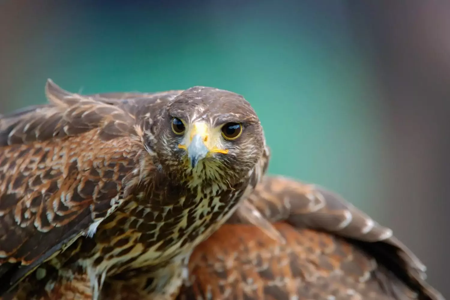 Musebussard Faszinierender Einblick in die alpine Tierwelt – Der Alpenzoo Innsbruck