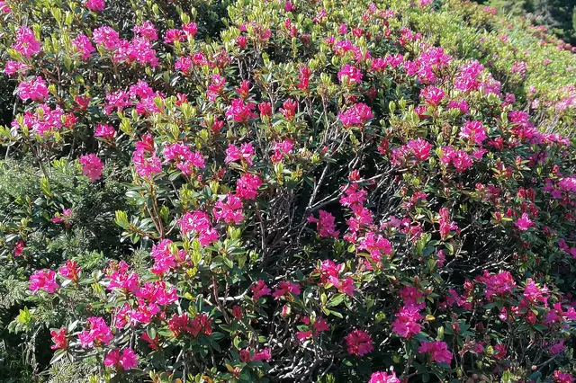 Alpenrosenblüte - Naturschauspiel in Rot