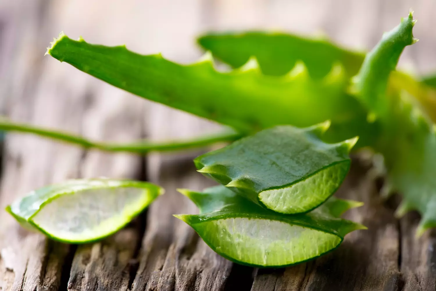 Aloe Vera leaves Natürliche Heilmittel gegen Sonnenbrand